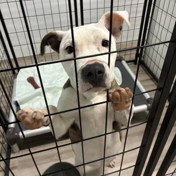 Terrier Dogs Available for Adoption - Paris | PetCurious