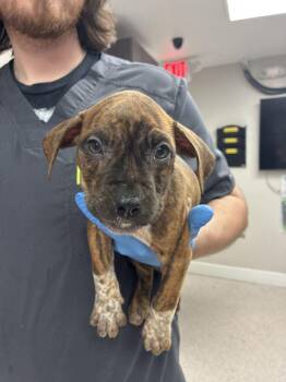 Leclerc -  Boxer Dog for Adoption in Marietta, Georgia - Leclerc | PetCurious