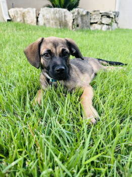 Rescue Terrier Dogs for Adoption in San Antonio, Texas - Brulee | PetCurious