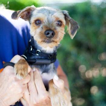 Yorkshire Terrier and Schnauzer Dogs Available for Adoption in Cumming, Georgia - Dash 22281 | PetCurious