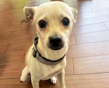 CASHEW -  Chihuahua Dog for Adoption in Fort Lauderdale, Florida - CASHEW | PetCurious