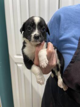 Cheech -  Mixed Breed Dog for Adoption in Chattanooga, Tennessee - Cheech | PetCurious