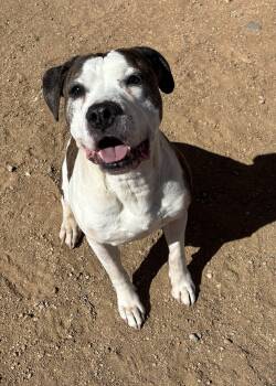 Rescue Pit Bull Terrier Dogs for Adoption in Sierra Vista, Arizona - Deuce | PetCurious