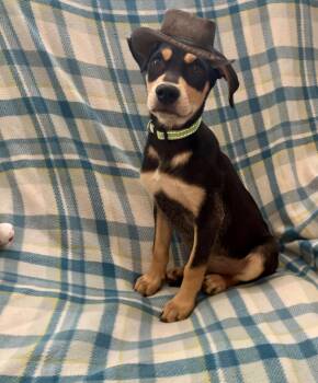 Shepherd and Labrador Retriever Dogs Available for Adoption in Corona, California - Lenny | PetCurious