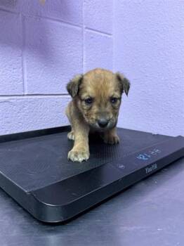 Mixed Breed Dogs Available for Adoption - 60576519 | PetCurious