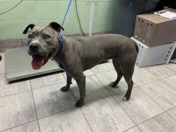 American Staffordshire Terrier and Mixed Breed Dogs Available for Adoption - SKYE | PetCurious