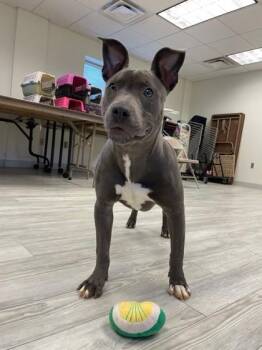 Mixed Breed Dogs Available for Adoption in South Bend, Indiana - Sierra | PetCurious
