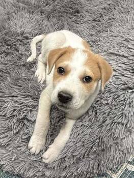 Great Pyrenees Dogs Available for Adoption in Milton, Delaware - Flapdoodle | PetCurious