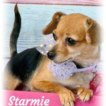 Chihuahua Dogs Available for Adoption - Starmie | PetCurious