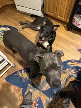 Mixed Breed Dogs Available for Adoption in Chamblee, Georgia - Toyota- IN FOSTER | PetCurious
