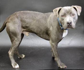 American Bulldog and Mixed Breed Dogs Available for Adoption - SMOKEY | PetCurious