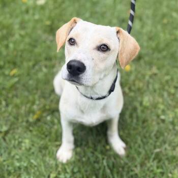 SUNSHINE -  Yellow Labrador Retriever and Terrier Dog for Adoption in Locust Fork, Alabama - SUNSHINE | PetCurious
