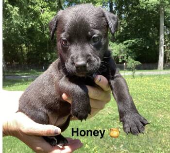 Honey and Juniper -  Border Collie Dog for Adoption in Ooltewah, Tennessee - Honey And Juniper | PetCurious