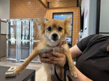 Pomeranian Dogs Available for Adoption in Rowlett, Texas - DAISY | PetCurious