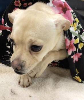 Chihuahua Dogs Available for Adoption - SCOOBY | PetCurious