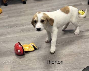 Coonhound and Great Pyrenees Dogs Available for Adoption in Ulster, Pennsylvania - Thorton | PetCurious
