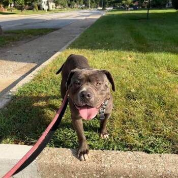Diesel -  Mixed Breed Dog for Adoption in Blue Island, Illinois - Diesel | PetCurious