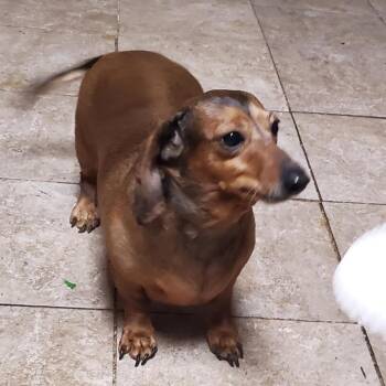 Dachshund Dogs Available for Adoption - Lola D11199 | PetCurious