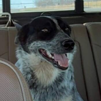 Australian Cattle Dog Blue Heeler Dogs Available for Adoption in Normal, Illinois - Penelope | PetCurious