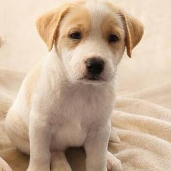 Popsicle -  Catahoula Leopard Dog Dog for Adoption in Boca Raton, Florida - Popsicle | PetCurious