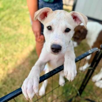 Lorenzo -  Labrador Retriever Dog for Adoption in Williston, Vermont - Lorenzo | PetCurious