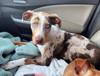 Ziggy -  Catahoula Leopard Dog and Australian Shepherd Dog for Adoption in Willingboro, New Jersey - Ziggy | PetCurious