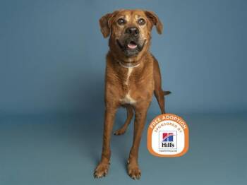 CHARLIE -  Labrador Retriever and Boxer Dog for Adoption in Phoenix, Arizona - CHARLIE | PetCurious