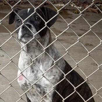 Boxer Dogs Available for Adoption in Washington, District Of Columbia - Daxi Jr | PetCurious