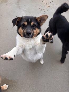 BONG-BONG -  Jindo Dog for Adoption in New York, New York - BONG-BONG | PetCurious