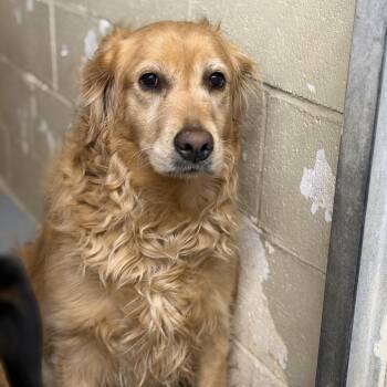 Isla (Sophia) -  Golden Retriever Dog for Adoption in Northbrook, Illinois - Isla (Sophia) | PetCurious