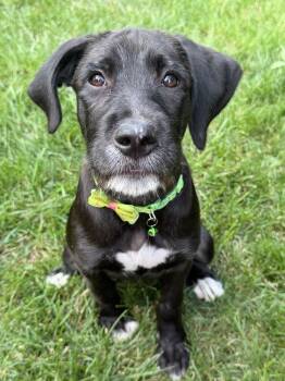 Jam -  Labrador Retriever Dog for Adoption in New Albany, Ohio - Jam | PetCurious