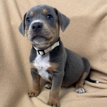 Gummy Bear -  Beagle and Mixed Breed Dog for Adoption in St. Peters, Missouri - Gummy Bear | PetCurious