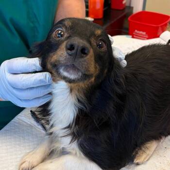 Dachshund and Terrier Dogs Available for Adoption in Nashville, Tennessee - Fergus | PetCurious