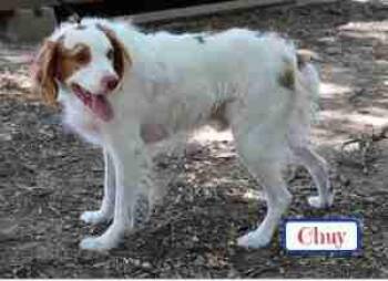Rescue Brittany Spaniel Dogs for Adoption in Fort Worth, Texas - Chuy | PetCurious