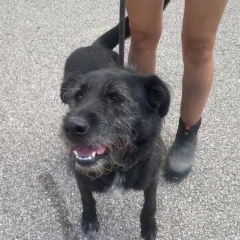 Sirius Black Stray Hold 9/19 -  Mixed Breed Dog for Adoption in Huntington, West Virginia - Sirius Black Stray Hold 9/19 | PetCurious