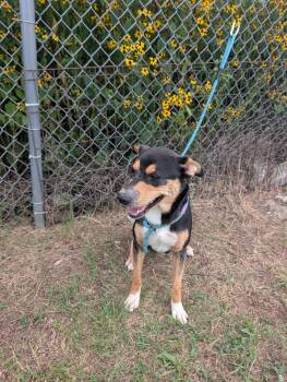 Eleos -  Black Labrador Retriever Dog for Adoption in Lewisburg, Tennessee - Eleos | PetCurious