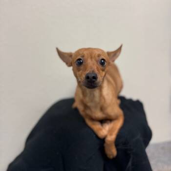 Rescue Chihuahua Dogs for Adoption in Fresno, California - Flor | PetCurious