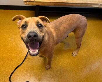 Rex -  Labrador Retriever Dog for Adoption in Maryville, Missouri - Rex | PetCurious