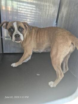 American Staffordshire Terrier Dogs Available for Adoption in San Antonio, Texas - A810793 | PetCurious