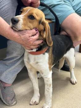 Beagle Dogs Available for Adoption in Auburn, Indiana - Trooper | PetCurious