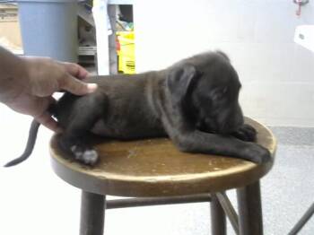 MERLIN -  Pit Bull Terrier and Labrador Retriever Dog for Adoption in Pasadena, Texas - MERLIN | PetCurious