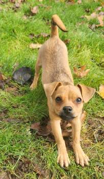 Rescue Chug and Terrier Dogs for Adoption in Eugene, Oregon - Matty | PetCurious