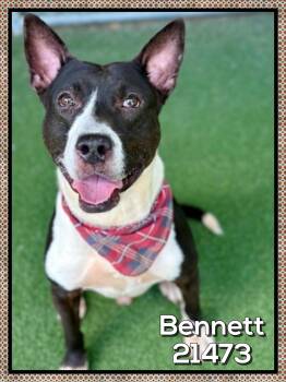 BENNETT -  Bull Terrier Dog for Adoption in Marietta, Georgia - BENNETT | PetCurious