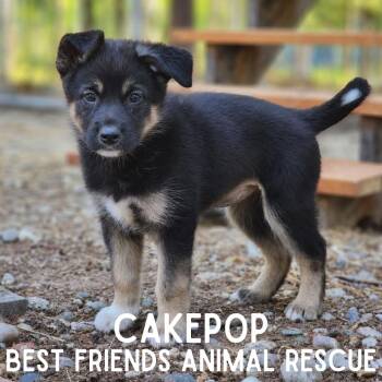 CakePop -  Border Collie and Mixed Breed Dog for Adoption in Wasilla, Alaska - CakePop | PetCurious