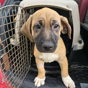 Jimmy -  Mixed Breed Dog for Adoption in Williston, Florida - Jimmy | PetCurious