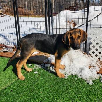 Bloodhound and Mixed Breed Dogs Available for Adoption - Clove  | PetCurious