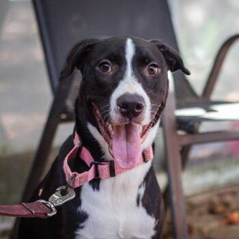 Dagger -  Pit Bull Terrier Dog for Adoption in Martinez, California - Dagger | PetCurious