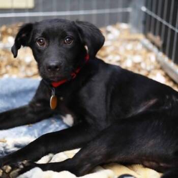 Hunter -  Labrador Retriever and Mixed Breed Dog for Adoption in Atlanta, Georgia - Hunter | PetCurious