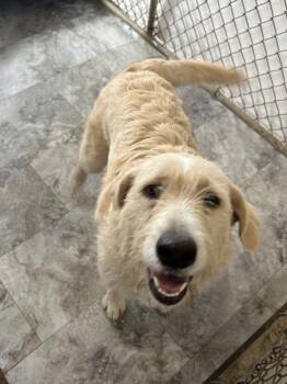 SOPHIE -  Mixed Breed Dog for Adoption in Rochester, Indiana - SOPHIE | PetCurious