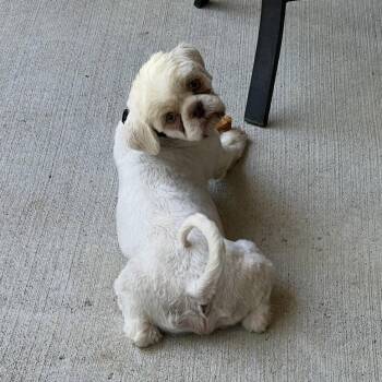 Shih Tzu Dogs Available for Adoption in Palm Harbor, Florida - Simba | PetCurious